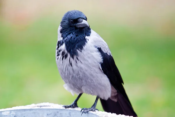 Oiseau Corbeau Noir Vue Rapprochée — Photo