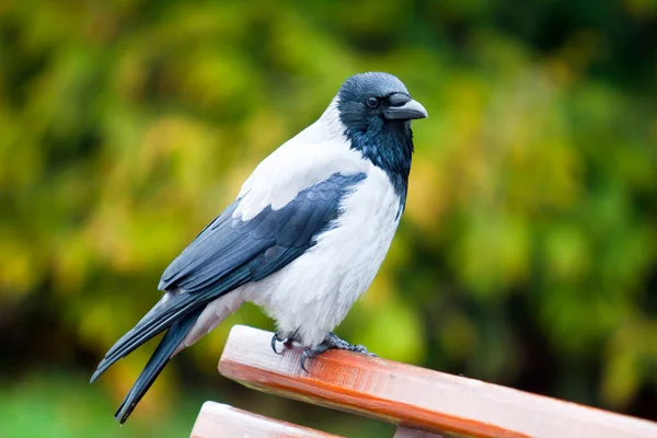 Oiseau Corbeau Noir Vue Rapprochée — Photo