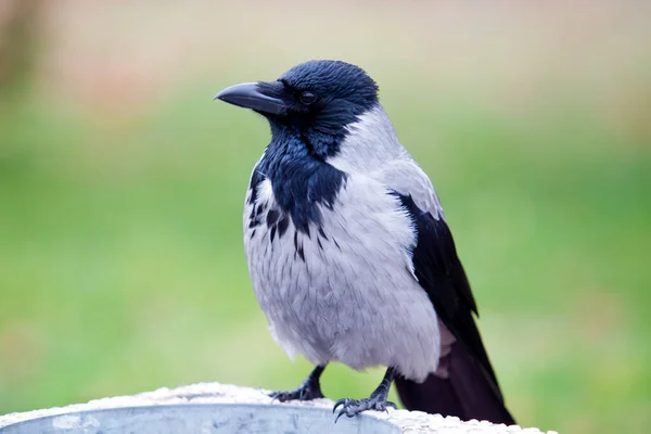 Oiseau Corbeau Noir Vue Rapprochée — Photo