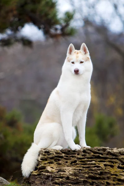 Прелестная Сибирская Хаски Собака Открытом Воздухе — стоковое фото