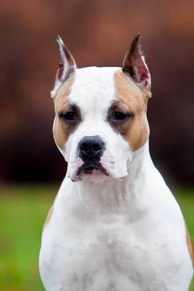 American Staffordshire Terrier Hond Buiten — Stockfoto