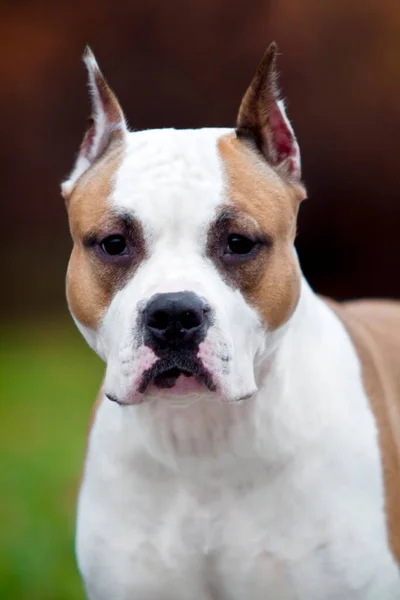 American Staffordshire Terrier Hond Buiten — Stockfoto