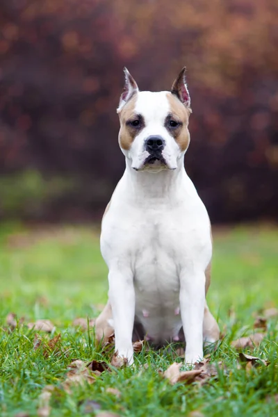 American Staffordshire Terrier Hond Buiten — Stockfoto