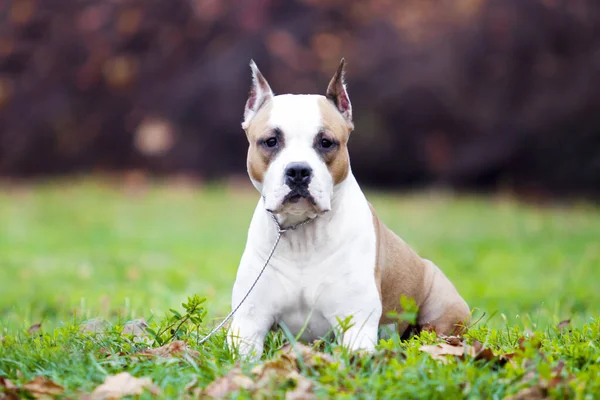 American Staffordshire Terrier Pies Świeżym Powietrzu — Zdjęcie stockowe