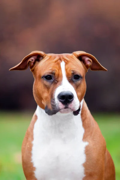American Staffordshire Terrier Perro Aire Libre — Foto de Stock