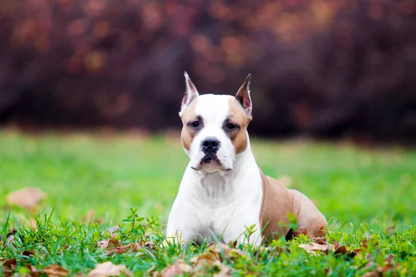 American Staffordshire Terrier Pies Świeżym Powietrzu — Zdjęcie stockowe