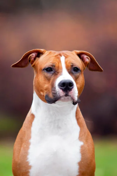 Amerikai Staffordshire Terrier Kutya Szabadban — Stock Fotó