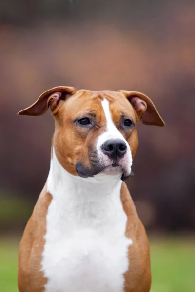 American Staffordshire Terrier Cão Livre — Fotografia de Stock