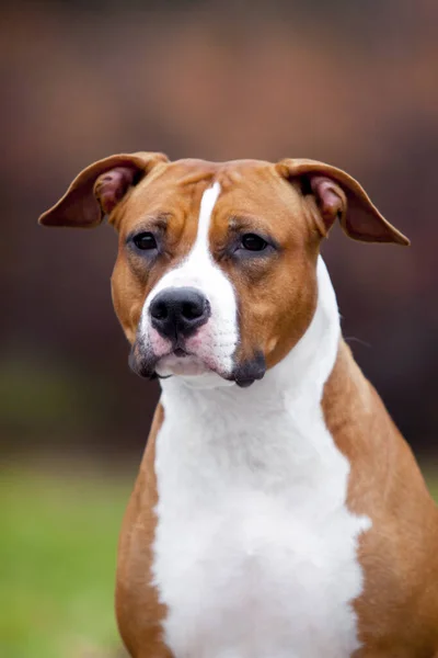 American Staffordshire Terrier Hond Buiten — Stockfoto