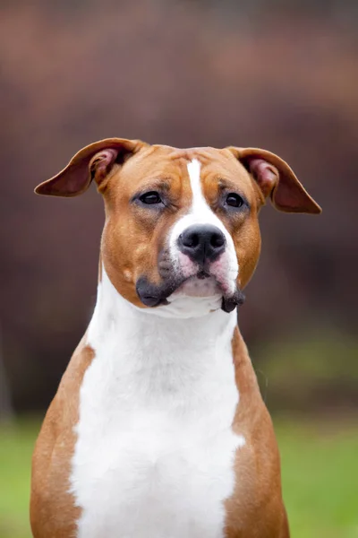 American Staffordshire Terrier Hond Buiten — Stockfoto