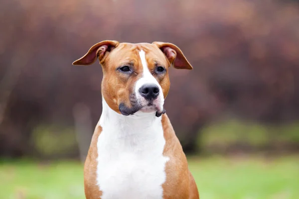 American Staffordshire Terrier Cão Livre — Fotografia de Stock