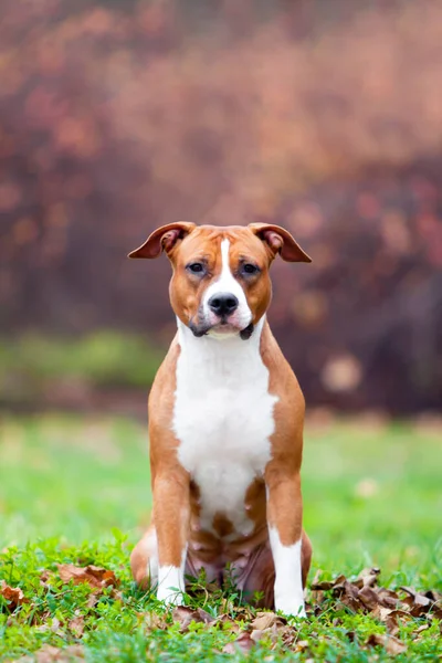 American Staffordshire Terrier Cão Livre — Fotografia de Stock