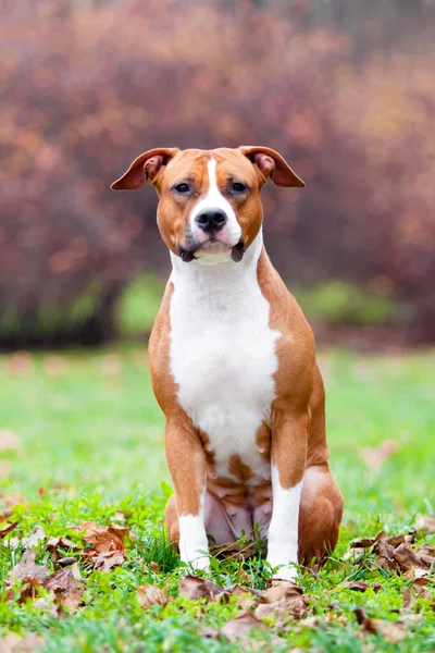 American Staffordshire Terrier Cão Livre — Fotografia de Stock