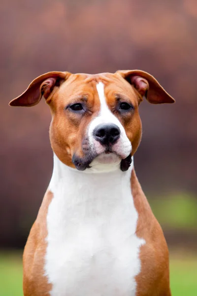 American Staffordshire Terrier Hund Freien — Stockfoto