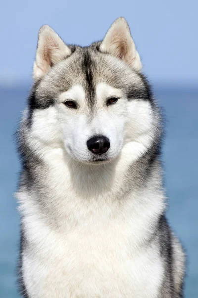 Schattige Siberische Husky Hond Buiten — Stockfoto