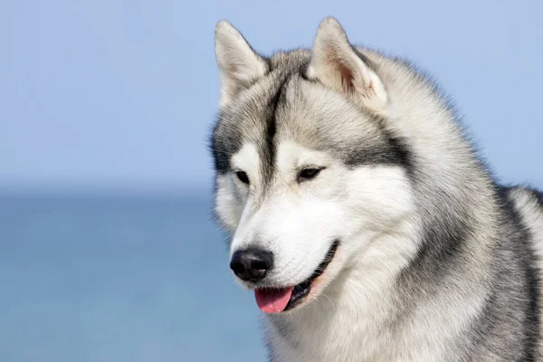 Bedårande Sibirisk Husky Hund Utomhus — Stockfoto