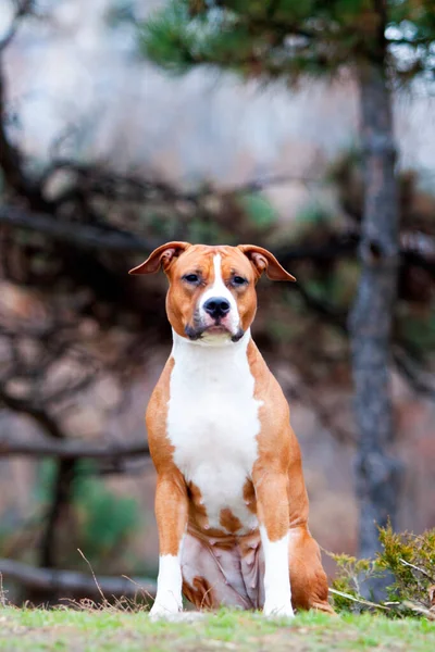 American Staffordshire Terrier Cão Livre — Fotografia de Stock