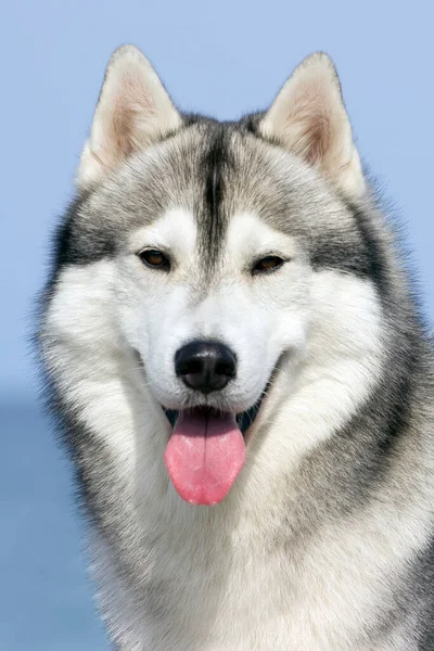 Adorável Cão Husky Siberiano Livre — Fotografia de Stock