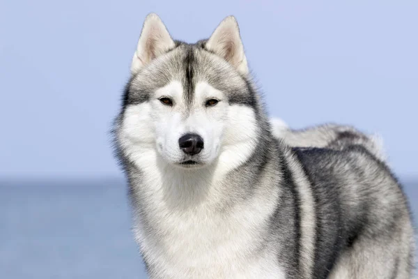 Entzückender Sibirischer Husky Hund Freien — Stockfoto