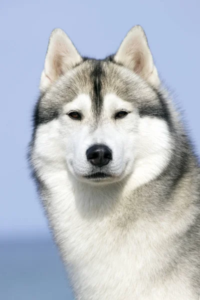 Adorable Siberian Husky Dog Outdoors — Stock Photo, Image