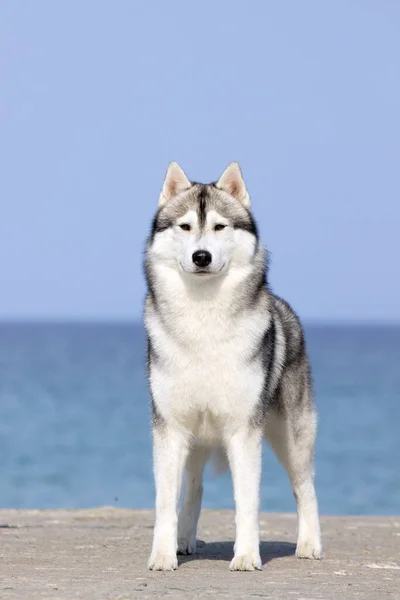 Bedårande Sibirisk Husky Hund Utomhus — Stockfoto