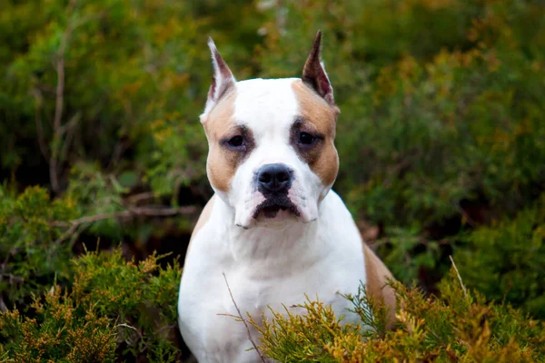 American Staffordshire Terrier Pies Świeżym Powietrzu — Zdjęcie stockowe