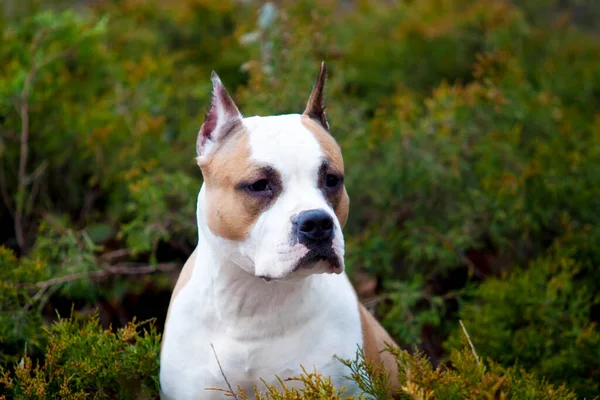 American Staffordshire Terrier Câine Aer Liber — Fotografie, imagine de stoc