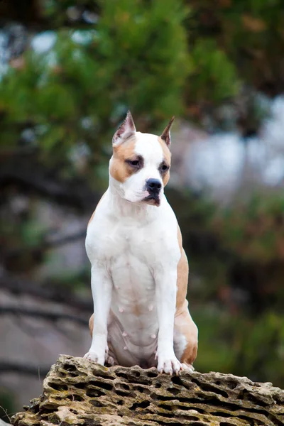 American Staffordshire Terrier Hund Utomhus — Stockfoto