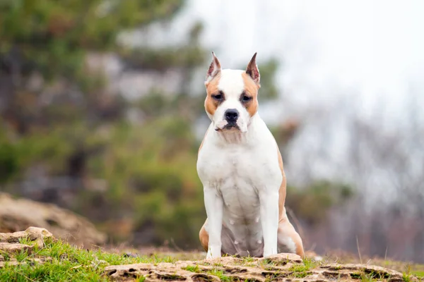 American Staffordshire Terrier Hund Freien — Stockfoto