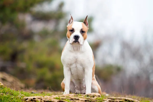 American Staffordshire Terrier Hond Buiten — Stockfoto