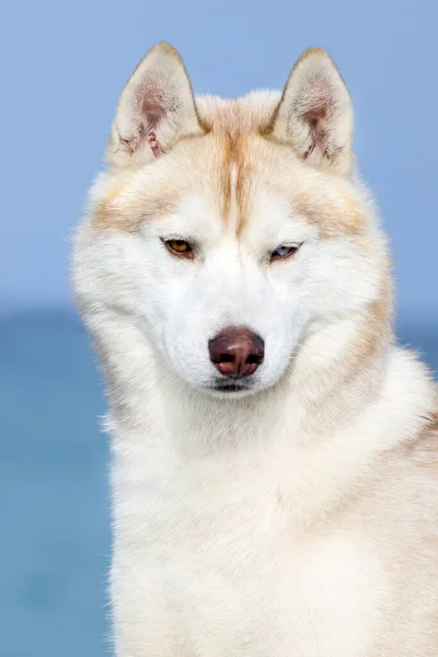 Adorable Perro Husky Siberiano Aire Libre — Foto de Stock