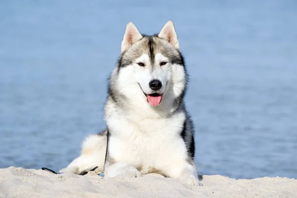 愛らしいシベリアのハスキー犬屋外 — ストック写真