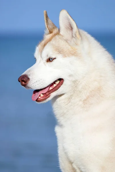 Bedårande Sibirisk Husky Hund Utomhus — Stockfoto