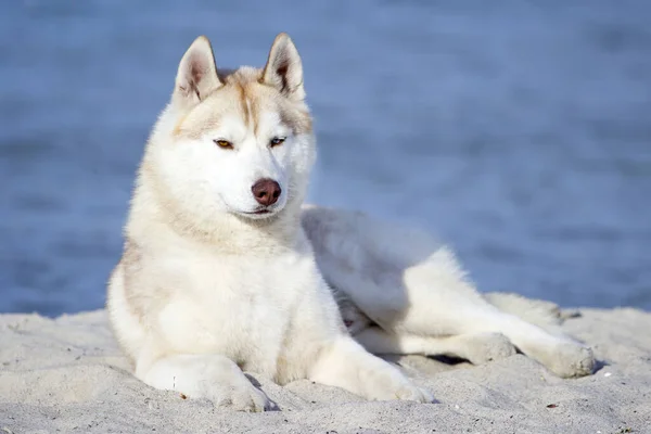 Imádnivaló Szibériai Husky Kutya Szabadban — Stock Fotó