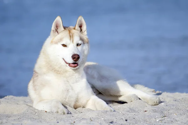 Imádnivaló Szibériai Husky Kutya Szabadban — Stock Fotó