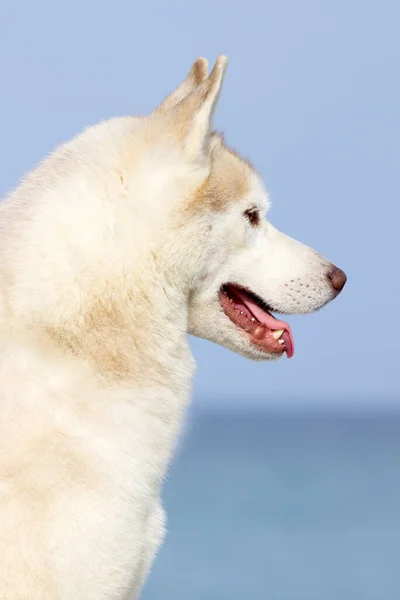 愛らしいシベリアのハスキー犬屋外 — ストック写真