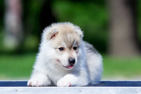 Syberyjski Szczeniak Husky Zewnątrz — Zdjęcie stockowe