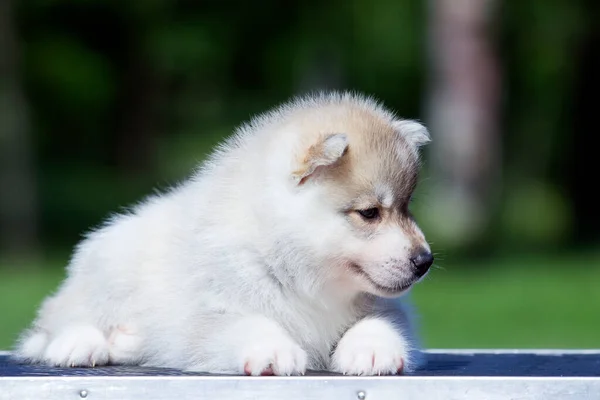 Sibirya Husky Köpeği Dışarıda — Stok fotoğraf