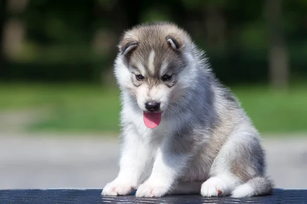 Sibirien Husky Valp Utomhus — Stockfoto