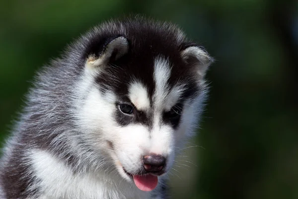 Cachorrinho Husky Siberiano Livre — Fotografia de Stock