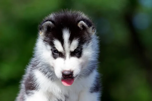 Siberian Husky Puppy Outdoors — Stock Photo, Image