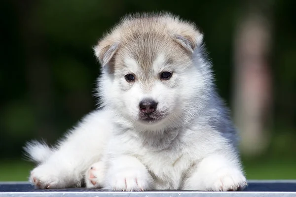 Sibirien Husky Valp Utomhus — Stockfoto