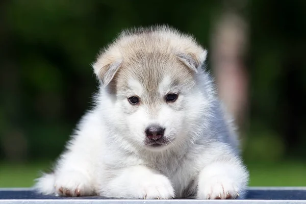 Syberyjski Szczeniak Husky Zewnątrz — Zdjęcie stockowe