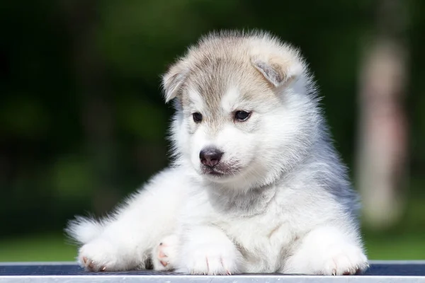 Siberische Husky Puppy Buiten — Stockfoto