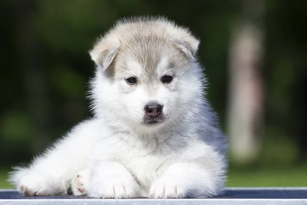 Sibiřský Husky Štěně Venku — Stock fotografie