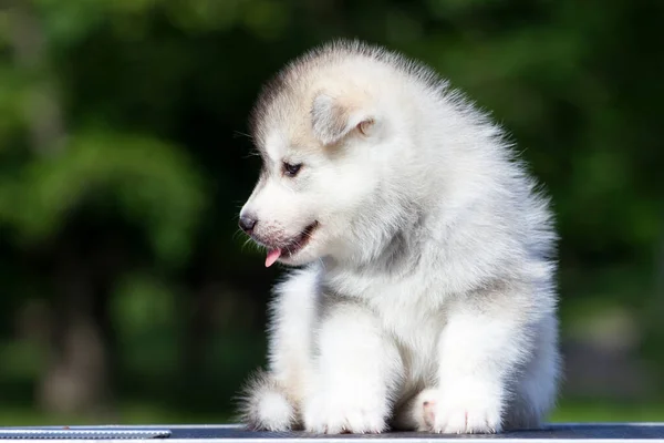 シベリアハスキー子犬屋外 — ストック写真