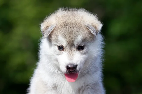 Siberian Husky Puppy Outdoors — Stock Photo, Image