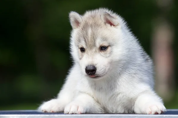 Siberische Husky Puppy Buiten — Stockfoto