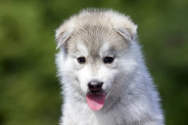 Siberische Husky Puppy Buiten — Stockfoto