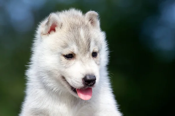 Siberische Husky Puppy Buiten — Stockfoto